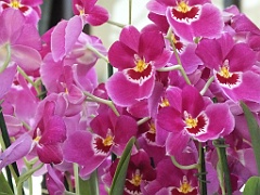 orchidsNL (8)